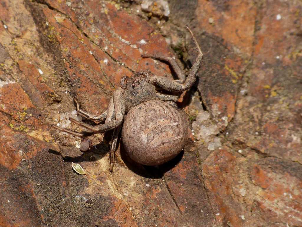 Xysticus bufo in atteggiamento di minaccia - Tolfa (RM)